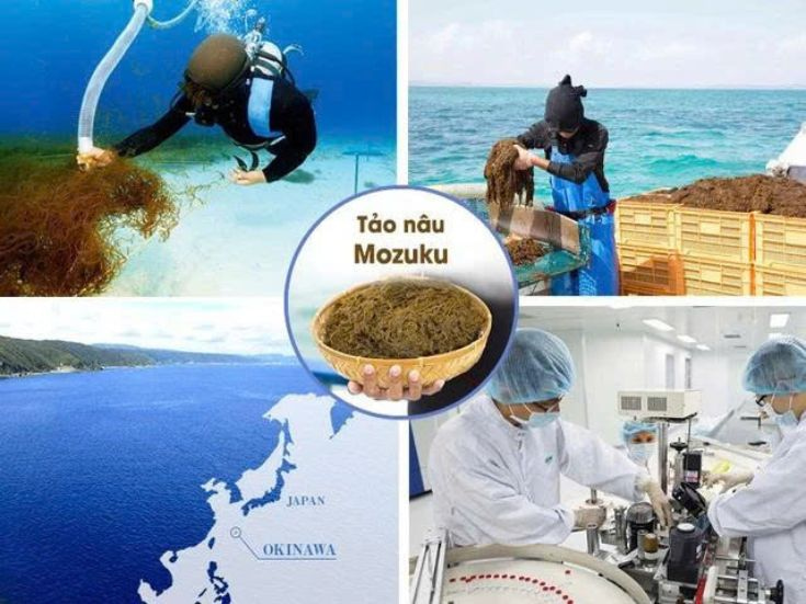 vien-uong-okinawa-fucoidan-nhật-ban-180-vien-1.jpg